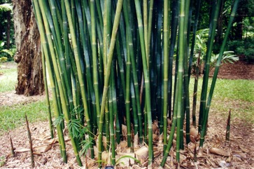 Bengal bamboo, Spineless Indian bamboo