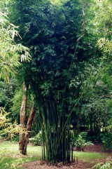 Bengal bamboo, Spineless Indian bamboo