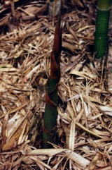 Bengal bamboo, Spineless Indian bamboo