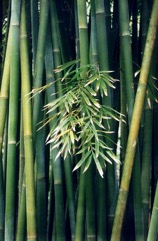 Bengal bamboo, Spineless Indian bamboo