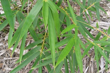 Bengal bamboo, Spineless Indian bamboo