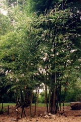 Common bamboo