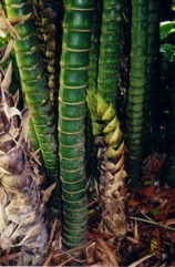 Common bamboo
