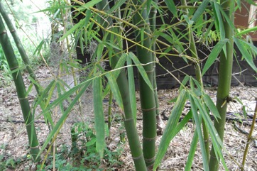 Common bamboo
