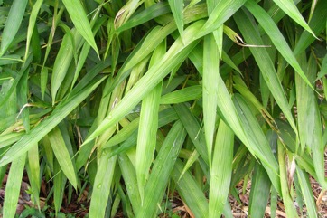 Common bamboo