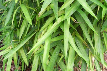 Common bamboo