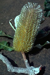 Bottle brush, Swamp Banksia, Tropical Banksia, Northern Banksia