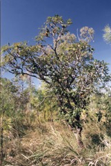 Bottle brush, Swamp Banksia, Tropical Banksia, Northern Banksia