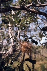Bottle brush, Swamp Banksia, Tropical Banksia, Northern Banksia