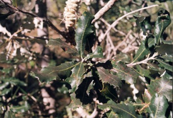 Bottle brush, Swamp Banksia, Tropical Banksia, Northern Banksia