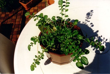 Upland cress, Yellow rocket