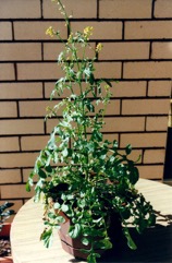 Upland cress, Yellow rocket