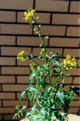 Upland cress, Yellow rocket