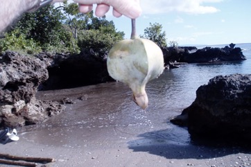 Fish Killer tree, Beach Barringtonia