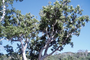 Fish Killer tree, Beach Barringtonia