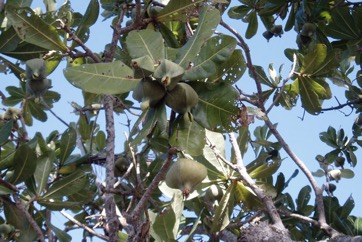 Fish Killer tree, Beach Barringtonia