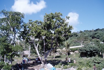 Fish Killer tree, Beach Barringtonia