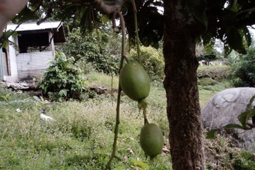 Vutu kana, Cut nut