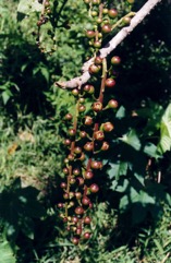 Vutu kana, Cut nut