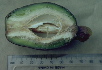 Pao nuts, Cut nut, Navele