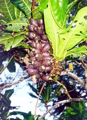 Pao nuts, Cut nut, Navele