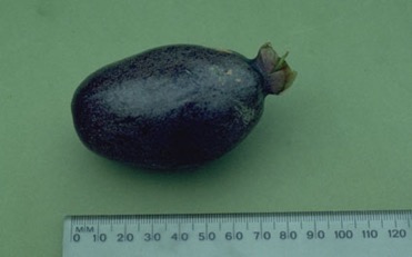 Pao nuts, Cut nut, Navele