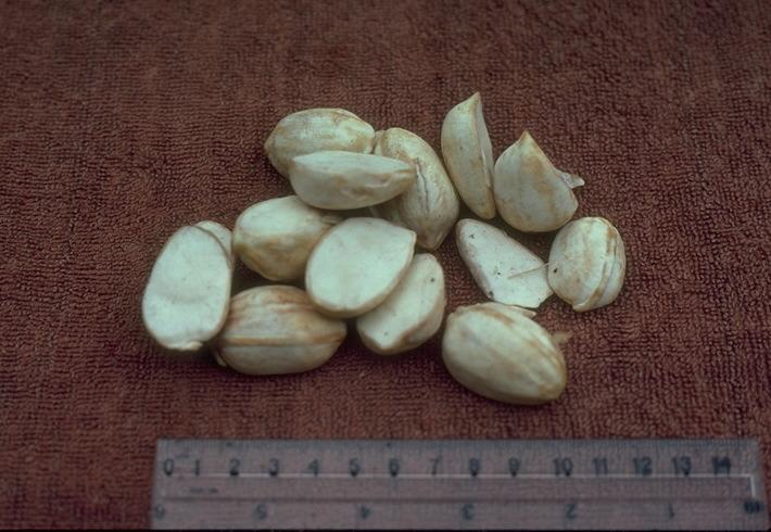 Pao nuts, Cut nut