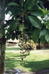 Pao nuts, Cut nut