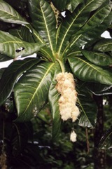 Pao nuts, Cut nut