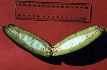 Pao nuts, Cut nut