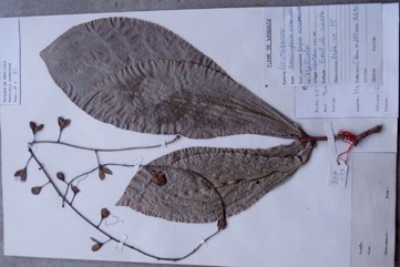 Fish Poison Tree