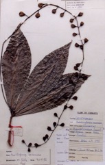 Fish Poison Tree