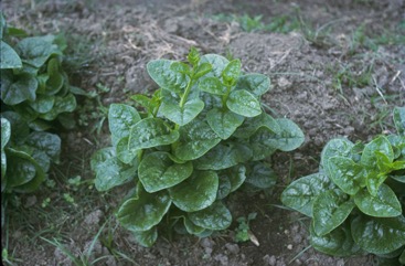 Indian spinach
