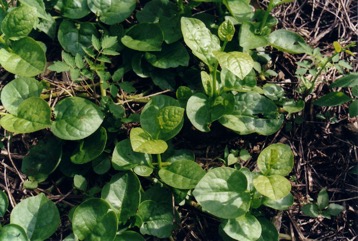 Indian spinach