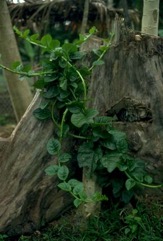 Indian spinach