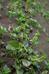 Indian spinach