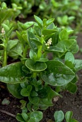 Indian spinach