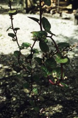 Indian spinach