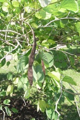 Butterfly Tree, Purple orchid Tree