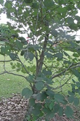 Butterfly Tree, Purple orchid Tree