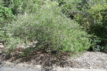 St Thomas Tree, Yellow Bauhinia, Yellow tree bauhinia