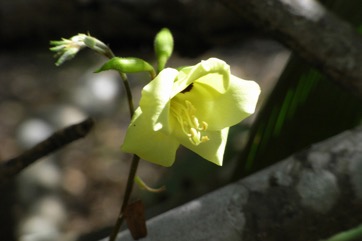 St Thomas Tree, Yellow Bauhinia, Yellow tree bauhinia