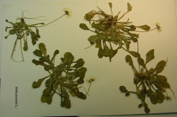 Daisy, Lawn Daisy, English Daisy