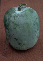 Wax gourd