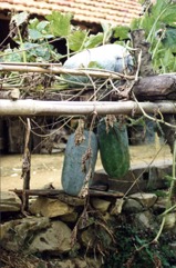 Wax gourd