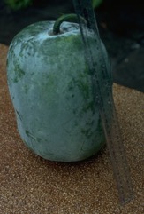 Wax gourd