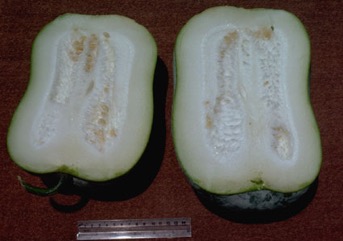 Wax gourd