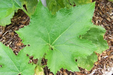 Wax gourd