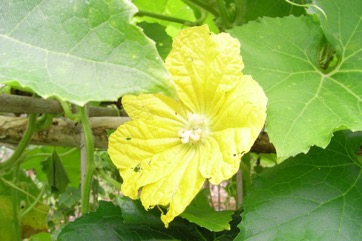 Wax gourd