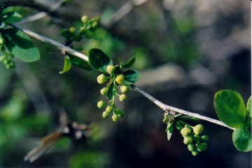 Common Barberry, European barberry